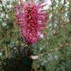 Grev Paradoxia flower cu